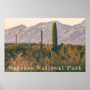 Buscar cactus del saguaro posters General y unisex