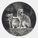 Buscar lince pegatinas Gato