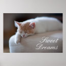 Buscar gatito blanco Durmiendo