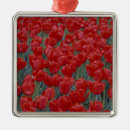 Buscar tulipanes rojos adornos Flor