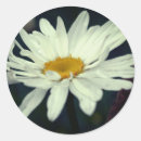 Buscar margaritas blancas pegatinas Floral
