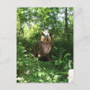 Buscar velociraptor postales Dinosaurio