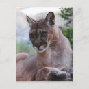 Buscar pumas postales General y unisex