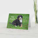 Buscar del perro fotograficas tarjetas Cachorro