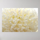 Buscar pureza posters Flor