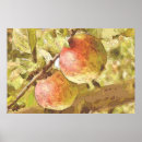Buscar aplicaciones posters Manzanas