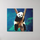 Buscar oso panda lienzos Vida silvestre