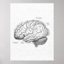 Buscar cerebros posters Cosecha