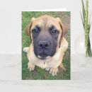 Buscar mastín lindo Perro