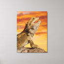 Buscar reptiles arte Conchas