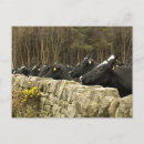 Buscar dal postales Animal