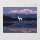 Buscar lobo solitario postales Naturaleza