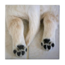 Buscar golden retriever azulejos Cachorro