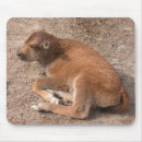 Buscar caldera alfombrillas de raton Adorable
