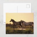 Buscar caballo árabe postales Razas