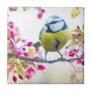 Buscar bird azulejos Cerámica