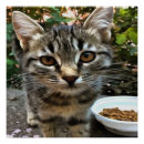 Buscar casa hogar Animal