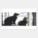 Buscar gatos curiosos postales Foto