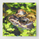 Buscar frog relojes de pared Adorable