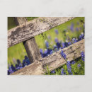 Buscar bluebonnets postales Primavera