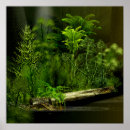 Buscar antigua del helecho posters Antiguo