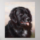 Buscar perro casero posters General y unisex