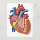 Buscar corazón humano postales Medicina
