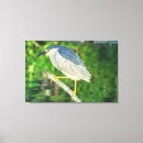 Buscar oruga verde posters Animal