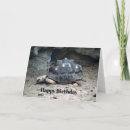 Buscar madagascar tarjetas Reptil