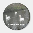 Buscar cisnes imanes Amar