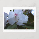 Buscar flores blancas postales Fotografía