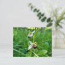 Buscar orquídeas verdes postales Para todos