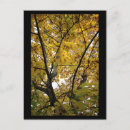 Buscar states fotografía Otoño