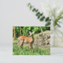 Buscar fawna postales General y unisex