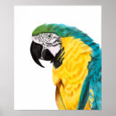 Buscar loros posters Animal