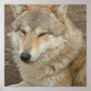 Buscar lobos grises posters Animal