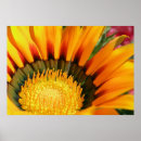 Buscar gazanie posters Flor