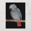 Buscar loro gris postales Africano