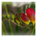 Buscar rojo oscuro posters Amarillo