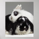 Buscar conejo blanco y negro posters Animal