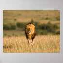 Buscar león masculino posters Vida silvestre