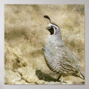 Buscar codornices posters Fauna