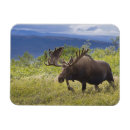 Buscar macho imanes Alaska