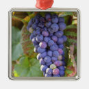 Buscar uvas adornos Viticultura