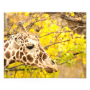 Buscar jirafa reticulada posters Animal