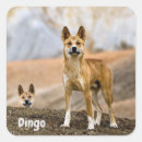 Buscar dingo pegatinas Animal