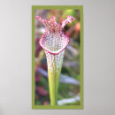 Buscar inusual posters Naturaleza