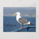 Buscar birdy postales Pájaro