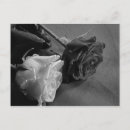 Buscar rosa blanco negro postales Para todos
