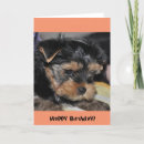 Buscar yorkshire tarjetas Cachorro